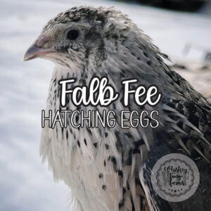 Falb Fee Coturnix Quail Hatching Eggs