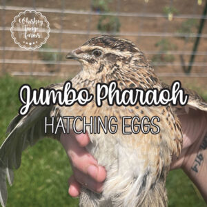 Jumbo Pharaoh Coturnix Quail Hatching Eggs