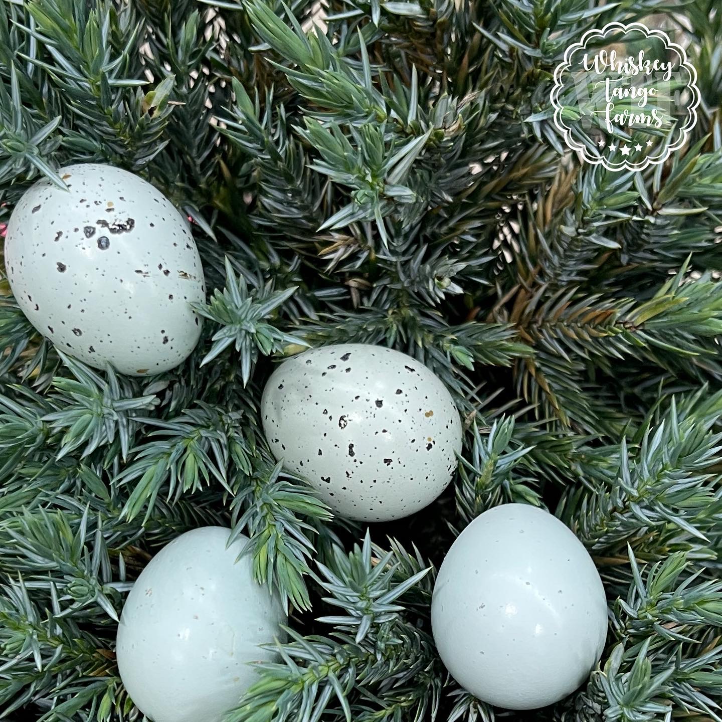 Scarlet & Red Range + Tuxedo Celadon Coturnix Quail Hatching Eggs - Image 2