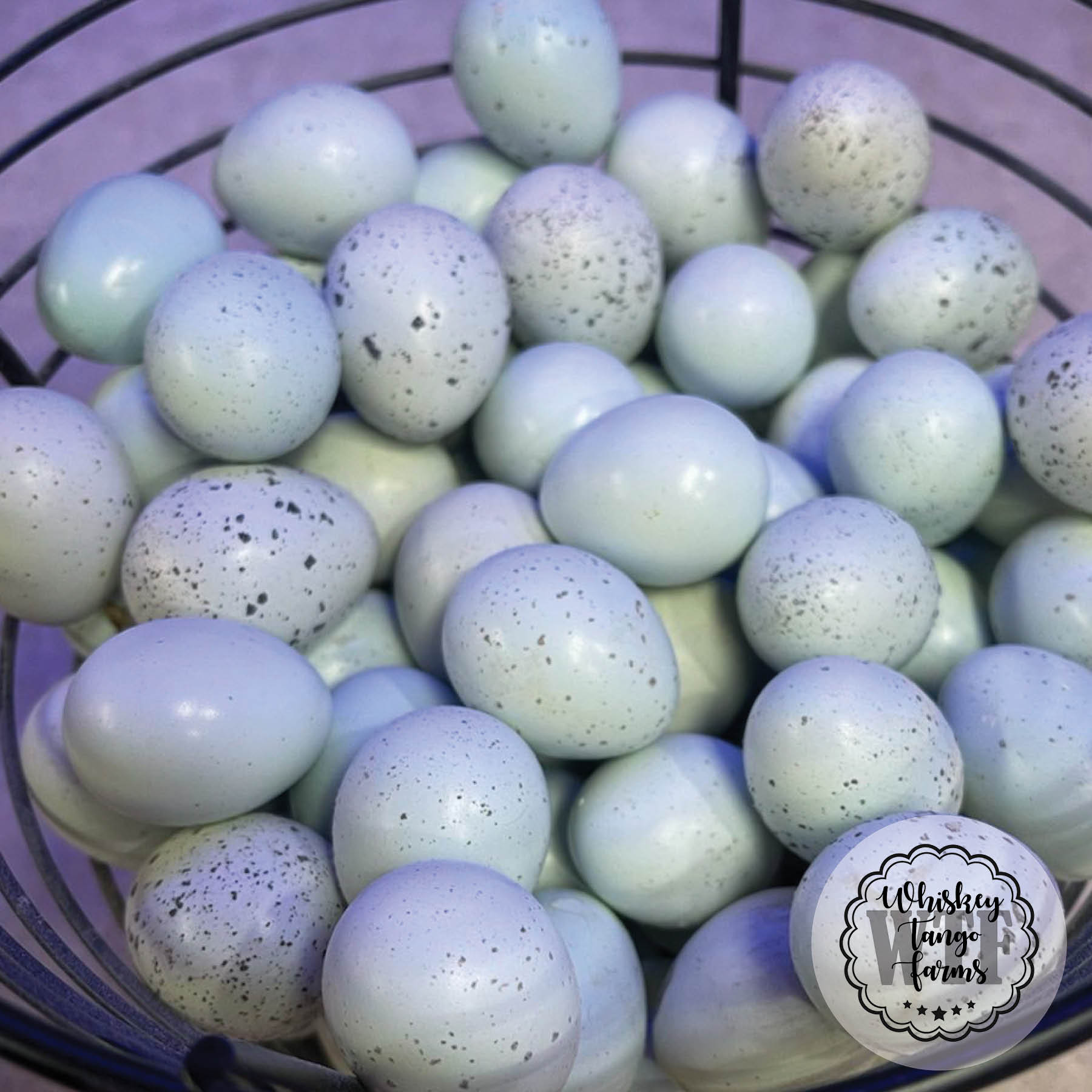 Scarlet & Red Range + Tuxedo Celadon Coturnix Quail Hatching Eggs - Image 4