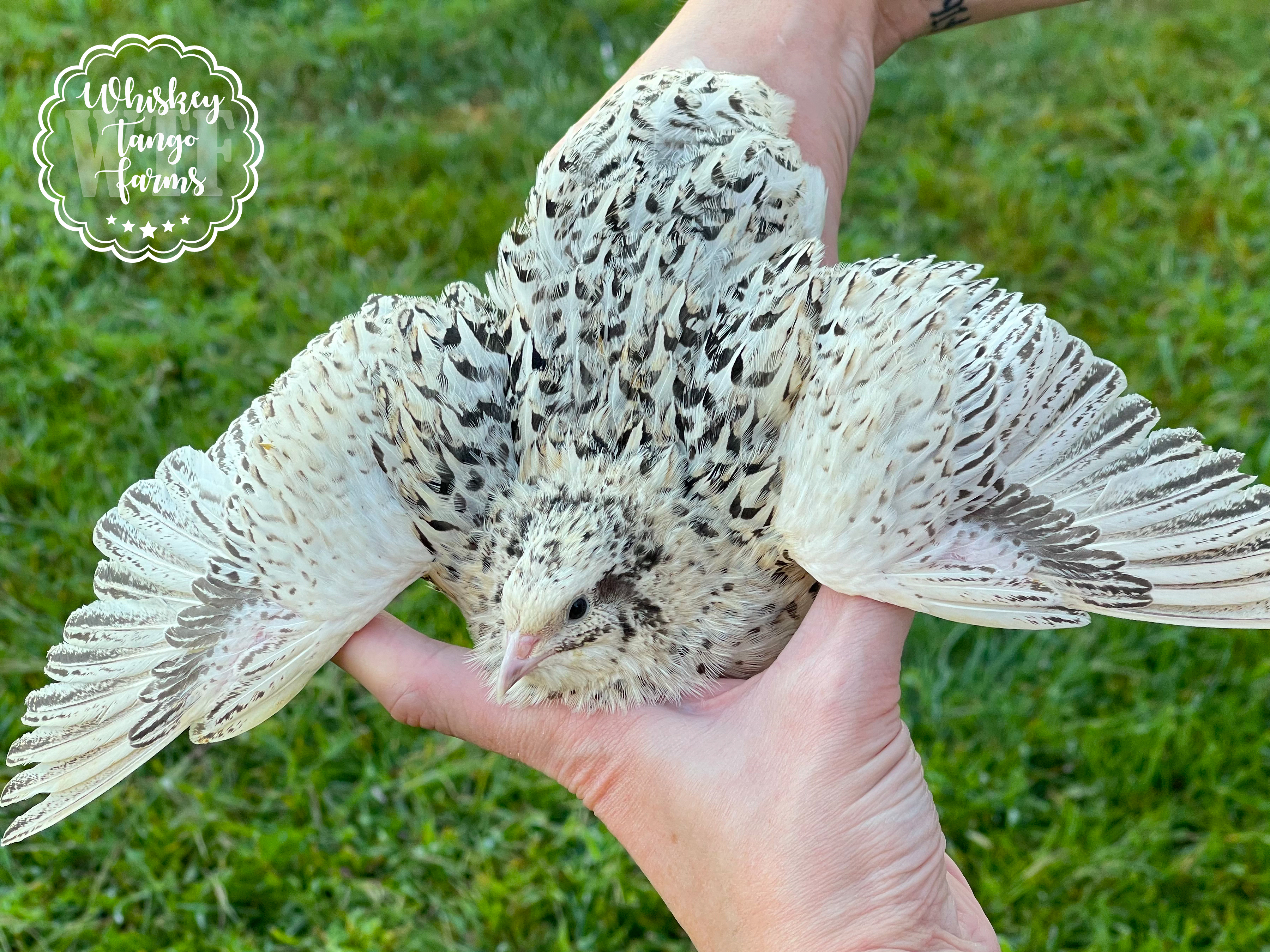 Pearl Coturnix Quail Hatching Eggs - Image 3