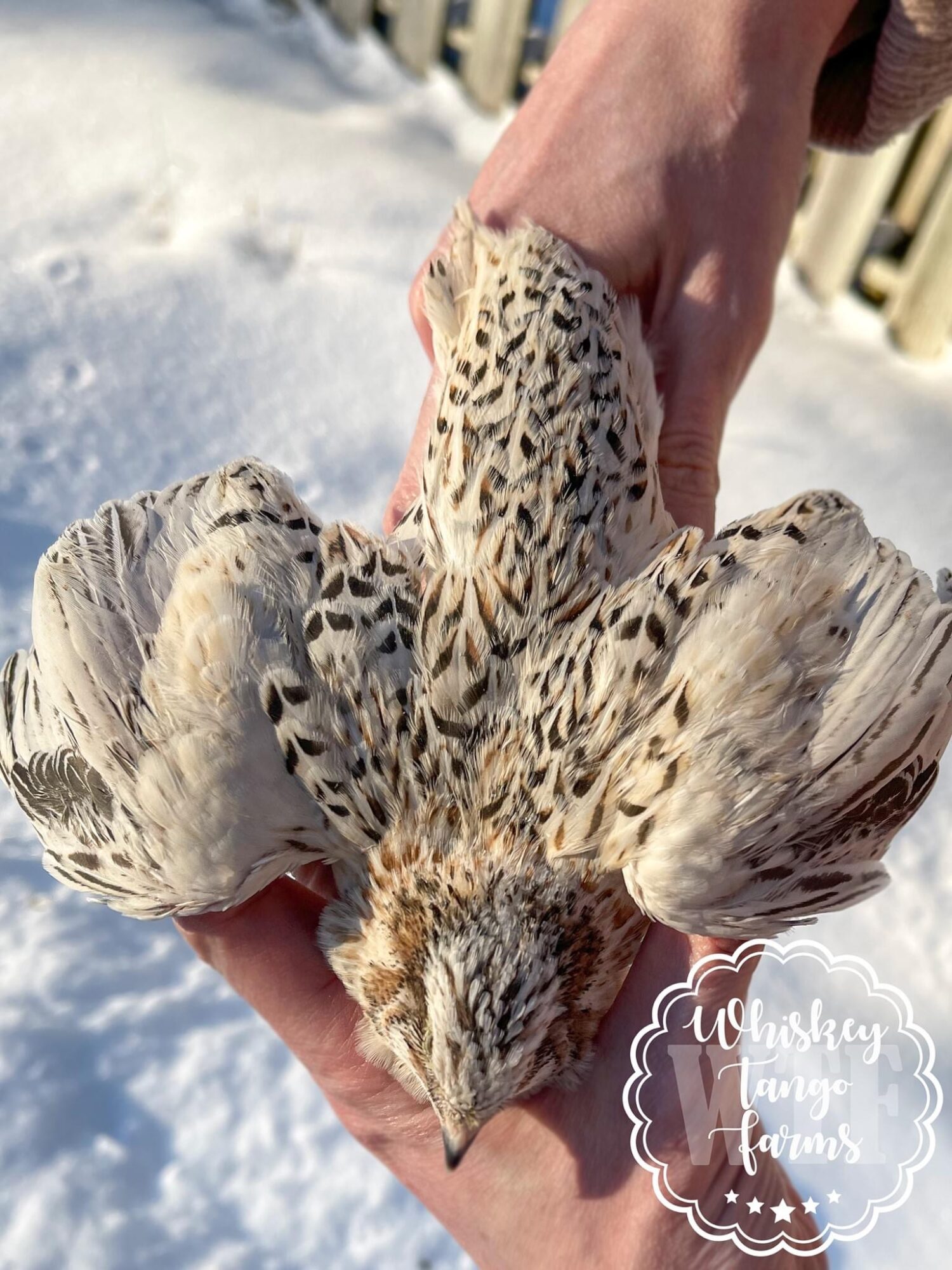 Pearl Coturnix Quail Hatching Eggs - Image 2