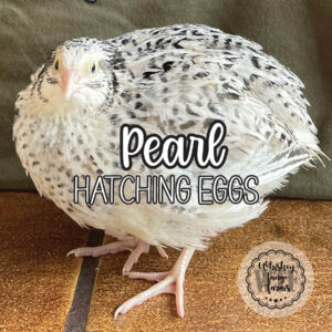 Pearl Coturnix Quail Hatching Eggs