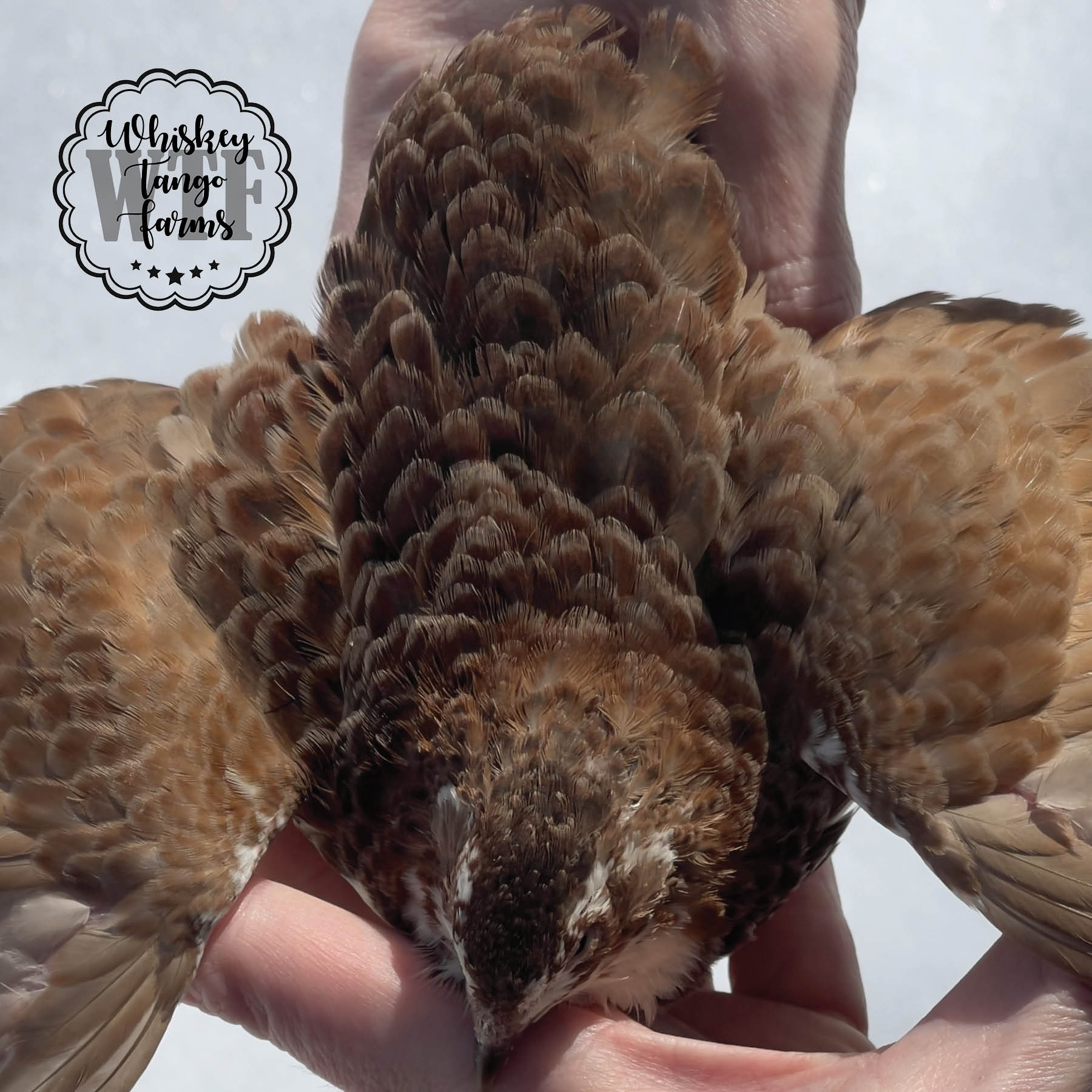 Scarlet & Red Range + Tuxedo Celadon Coturnix Quail Hatching Eggs - Image 5
