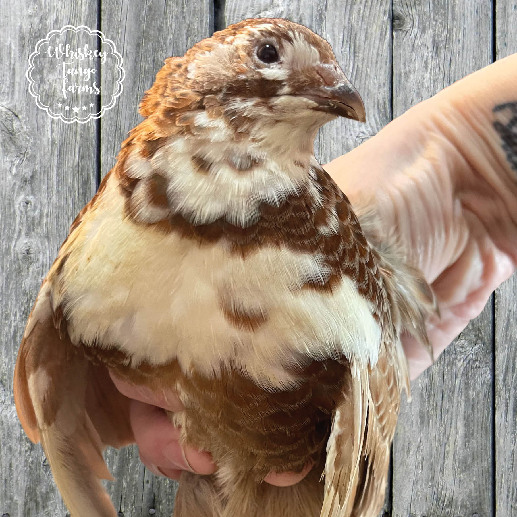 Scarlet & Red Range + Tuxedo Celadon Coturnix Quail Hatching Eggs - Image 3