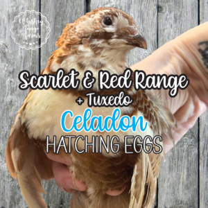Scarlet & Red Range + Tuxedo Celadon Coturnix Quail Hatching Eggs