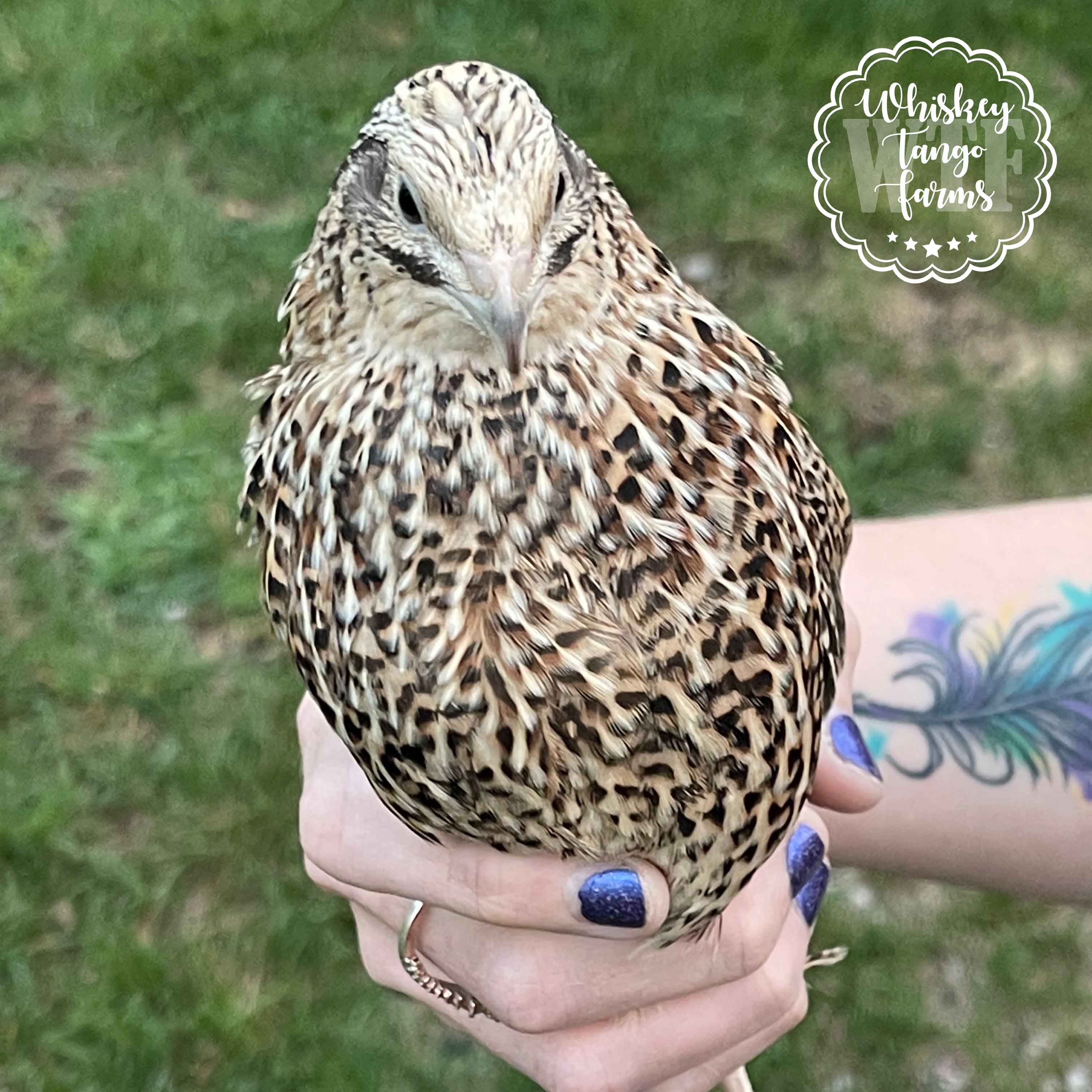 Feeder Quail