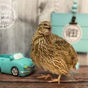 Jumbo Egyptian Hatching Eggs
