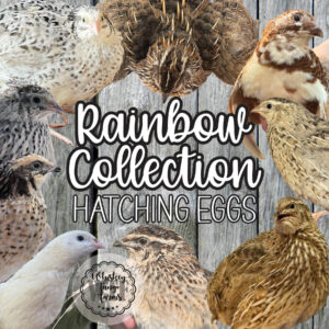 Rainbow Collection Coturnix Quail Hatching Eggs